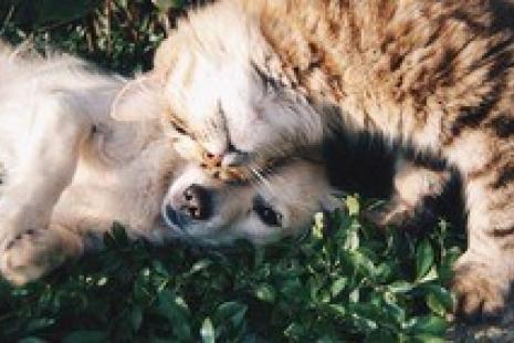 cat and dog in the grass